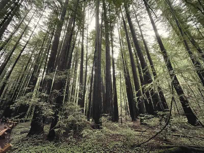 Photo of a grove of tall redwoods at Armstrong Redwoods