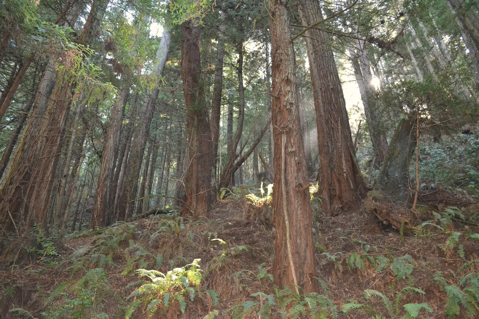 Photo of sunlit redwoods and ferns along the Purisima Creek trail